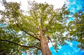 Trusted Portageville, MO  Tree Services Experts