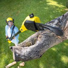 Why Choose Our Tree Removal Services in Portageville, MO?